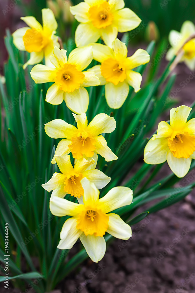 Narcissus spring yellow flowers on sunshine glade Narcissus spring yellow flowers on sunshine glade