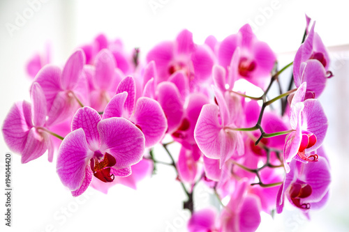 Fototapeta Naklejka Na Ścianę i Meble -  Lilac orchid on the window