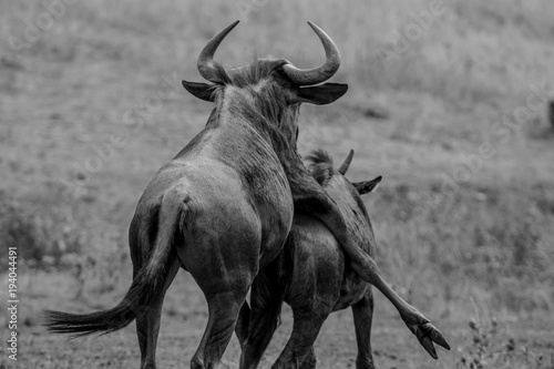 Wildebeest having sex and fun in Kruger © shams Faraz Amir