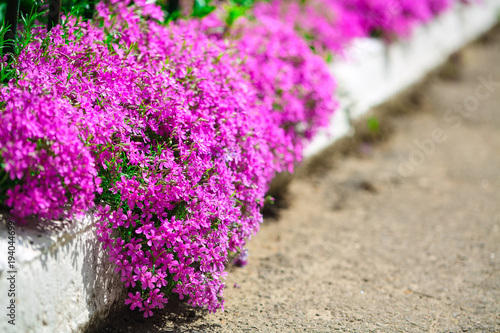 delicate pink flowers along the curbs on the lawn.