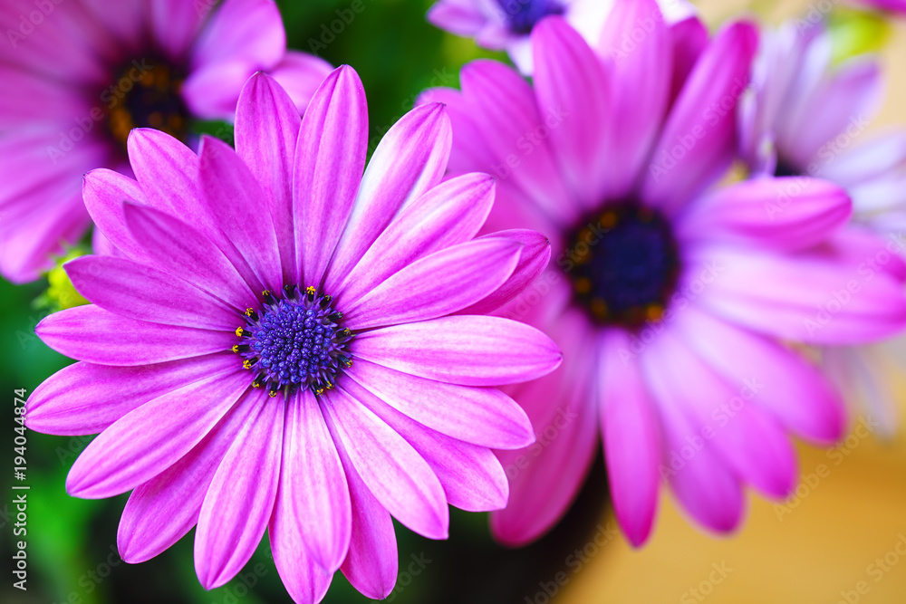 Vibrant beautiful purple daisies.