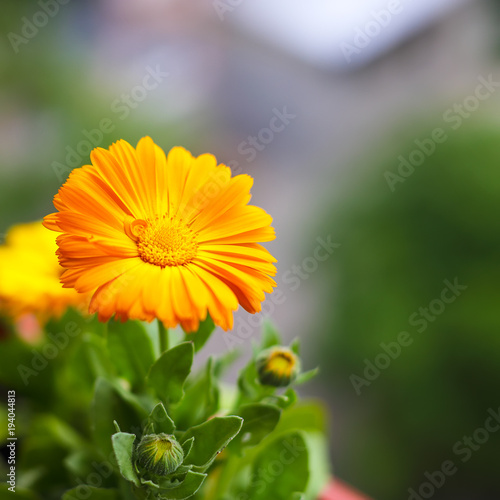 beautiful orange daisy in the garden