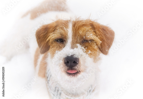 Funny portrait of a smiling puppy jack russell terrier on the white snow background.