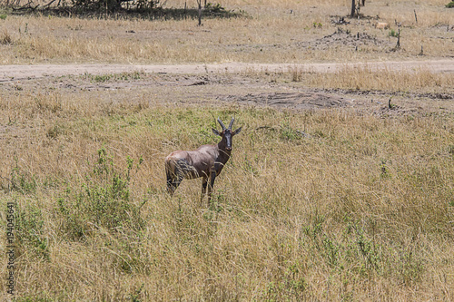 Impala in the Serengeti 0149 © John
