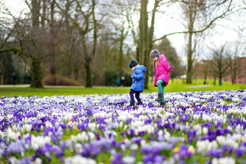 Two little sisters picking crocus flowers on beautiful blooming crocus meadow on early spring