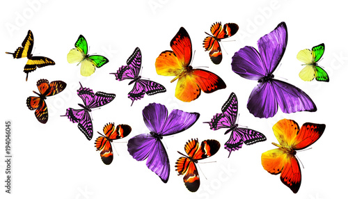 Wunderschöne Schmetterlinge