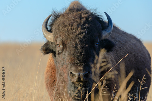 Bison photo