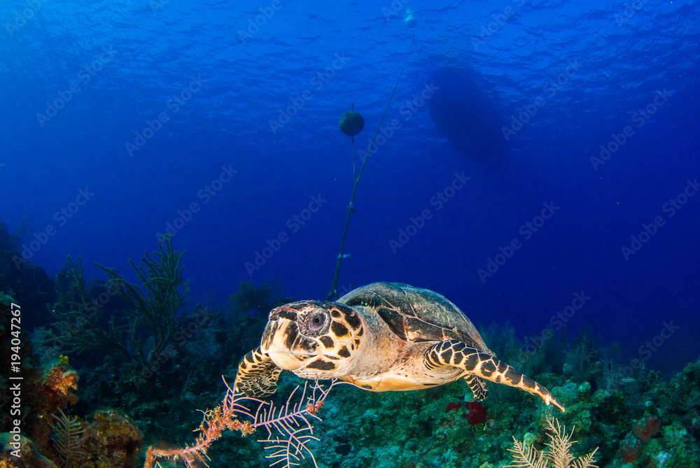 on the surface of the deep blue sea is the silhouette of a scuba dive boat. Right at the bottom of the mooring line is a hawksbill turtle, a common sight on this tropical reef in the Cayman Islands