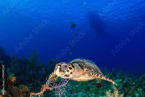 on the surface of the deep blue sea is the silhouette of a scuba dive boat. Right at the bottom of the mooring line is a hawksbill turtle, a common sight on this tropical reef in the Cayman Islands