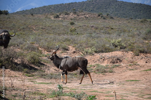 Fototapeta Naklejka Na Ścianę i Meble -  Nyala Antilope