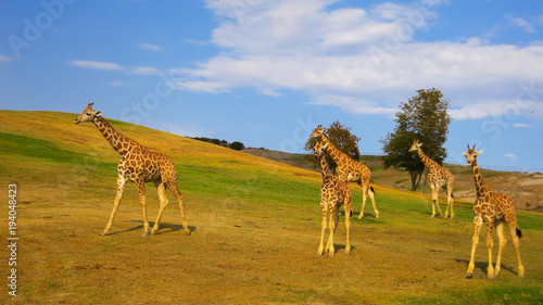 Photography Family of Giraffes on a sunny day