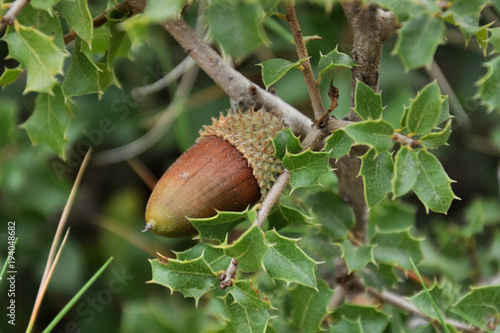 frutos del bosque bellota