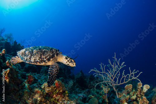 A hawksbill turtle swimming in its natural habitat which is the tropical reef system in the Caribbean. The turtle exists within the ecosystem and lives off the reef