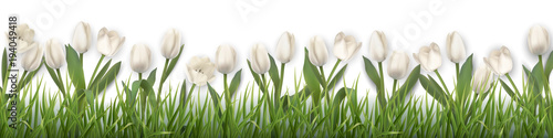 White tulips and grass. Realistic vector illustration.