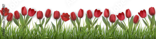 Red tulips and grass. Realistic vector illustration.