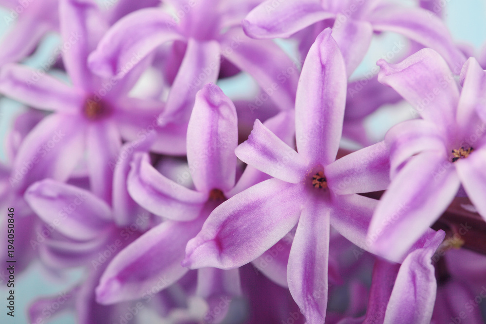 Hyacinth violet Dutch Hyacinth . Spring flowers. The perfume of blooming hyacinths is a symbol of early spring.Closeup texture.Selective focus