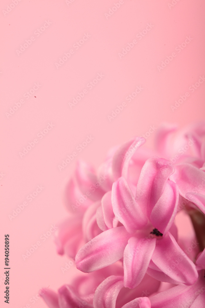 Fototapeta premium Hyacinth Pink Surprise Dutch Hyacinth . Spring flowers. The perfume of blooming hyacinths is a symbol of early spring. Closeup.Texture.On clolored pink background.Copy space.Pink flowers