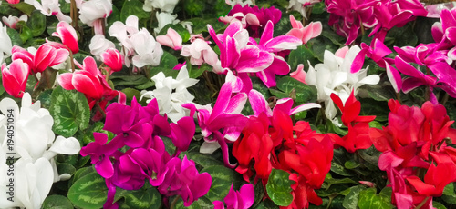 Wallpaper of colorful Cyclamen persicum flower