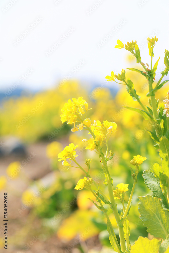 Obraz premium 菜の花