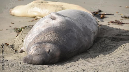 Northern Elephant Seals (Mirounga angustirostris) at Piedras Blancas. The Hearst San Simeon State Park - Elephant seal trail. photo