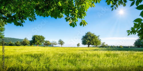 Grüne Wiese mit Obstbäumen bei Sonnenschein © eyetronic