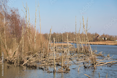 The polders - meadows, water and reed in the Natur Park "Biesbosch" in Holland. Dutch winter landscapes on a sunny day.