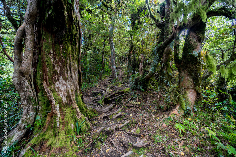 Root-covered path through mystical jungle in New Zealand Root-covered path through mystical jungle in New Zealand