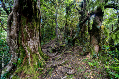 Root-covered path through mystical jungle in New Zealand