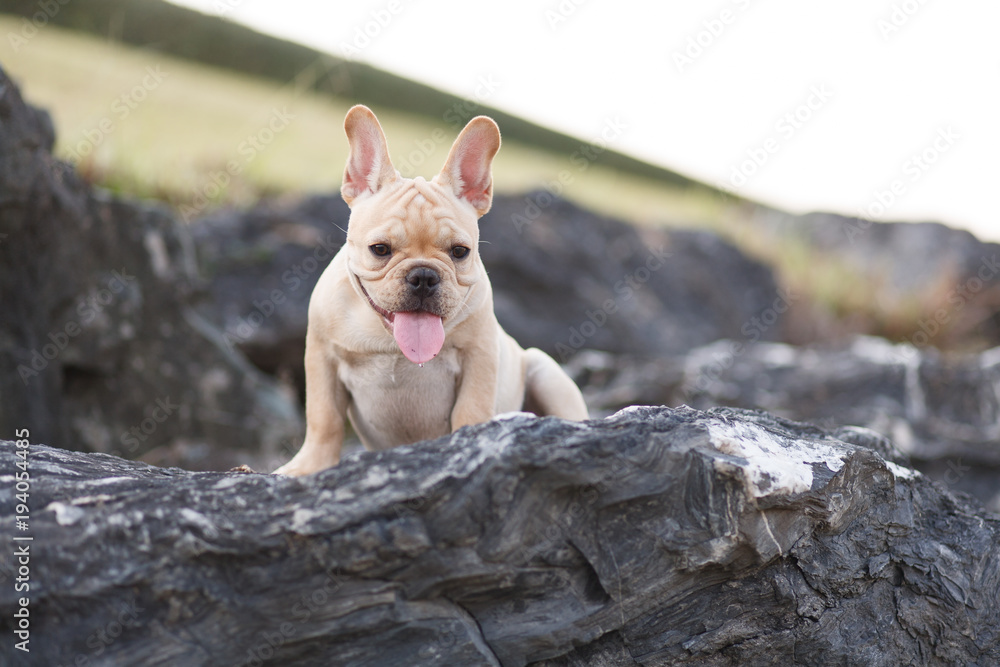 Cute French bulldog playing on rocky ground Cute French bulldog playing on rocky ground