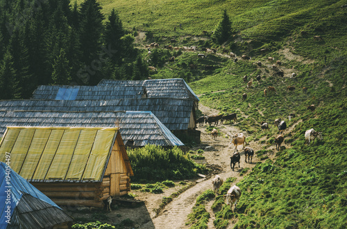 Farm houses in the mountains  with cows and horses