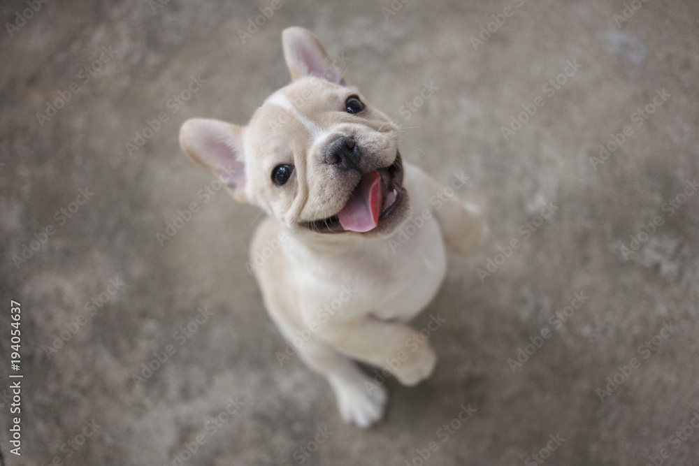 Smiling French bulldog puppy On the cement floor