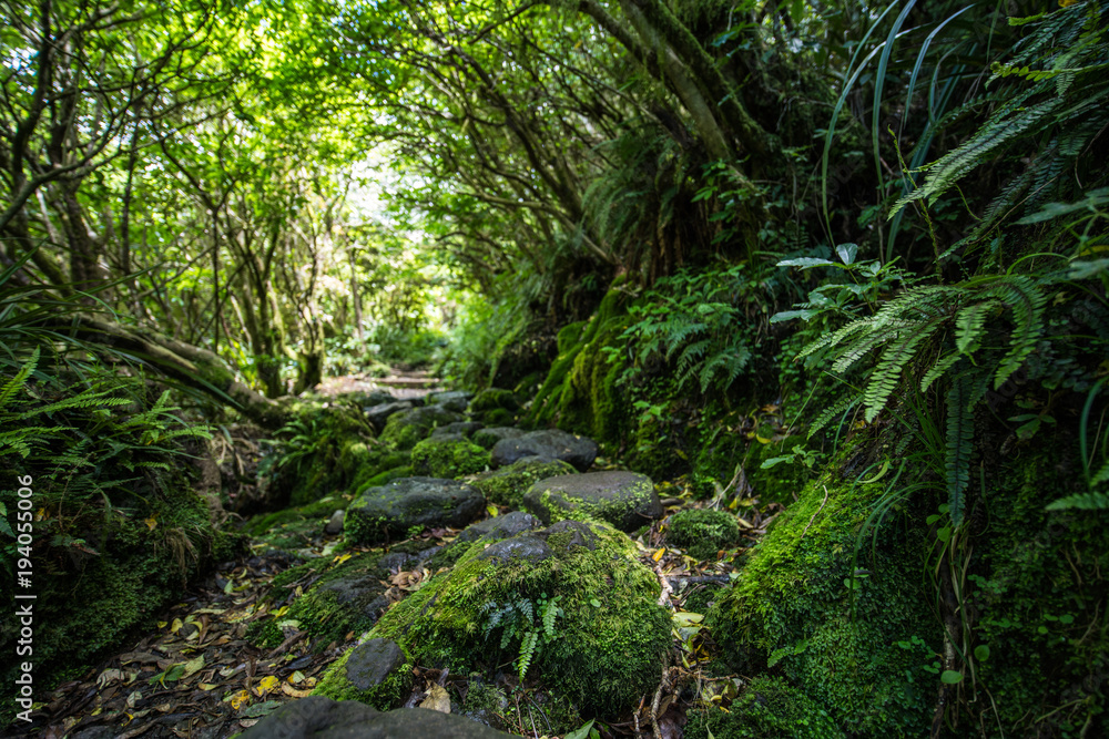 Moss covered path leading through Goblin Forest, New Zealand Moss covered path leading through Goblin Forest, New Zealand