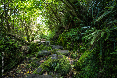 Moss covered path leading through Goblin Forest  New Zealand