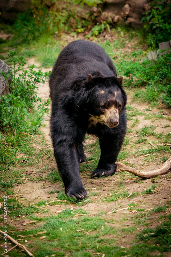 Black bear in wilderness. Black Bear portrait Black bear in wilderness. Black Bear portrait