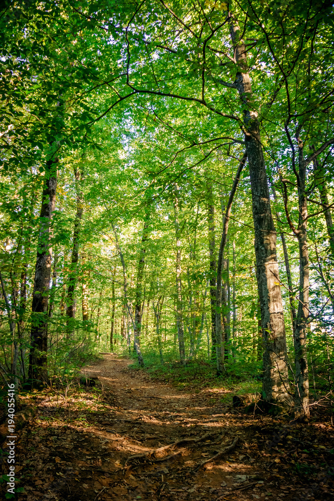 Fototapeta premium Forest landscape. Forest road
