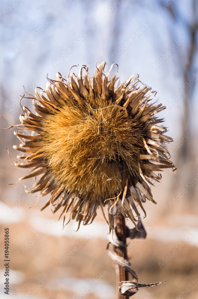 Dried agrimony in a winter forest