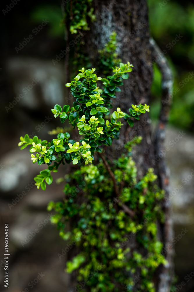 Obraz premium Closeup of fresh Leaves climbing up older moss-covered tree