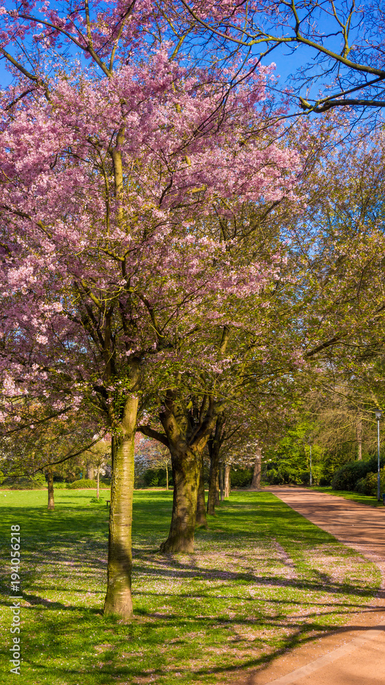 Fototapeta premium Beautiful park garden in spring. spring landscape