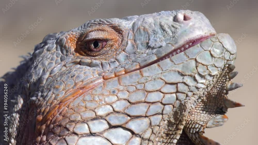 iguana open and close eye close up iguana open and close eye close up