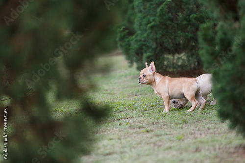 Fototapeta Naklejka Na Ścianę i Meble -  Portrait white french bulldog puppy Stand on grass and looking at the camera.
