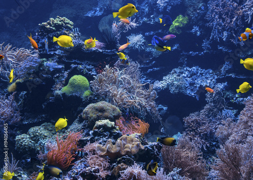 underwater background. Underwater scene. Underwater world. Underwater life landscape