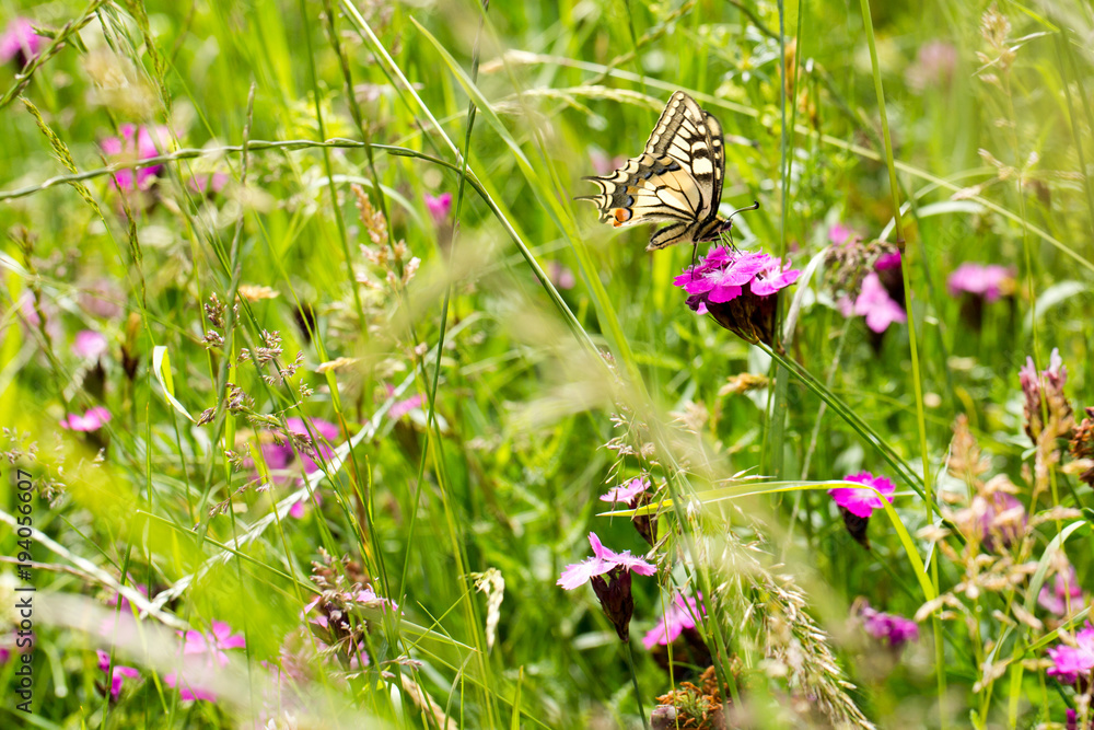 swallowtail on pink flower in meadow swallowtail on pink flower in meadow