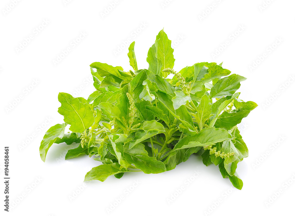 Basil leaves on a white background Basil leaves on a white background