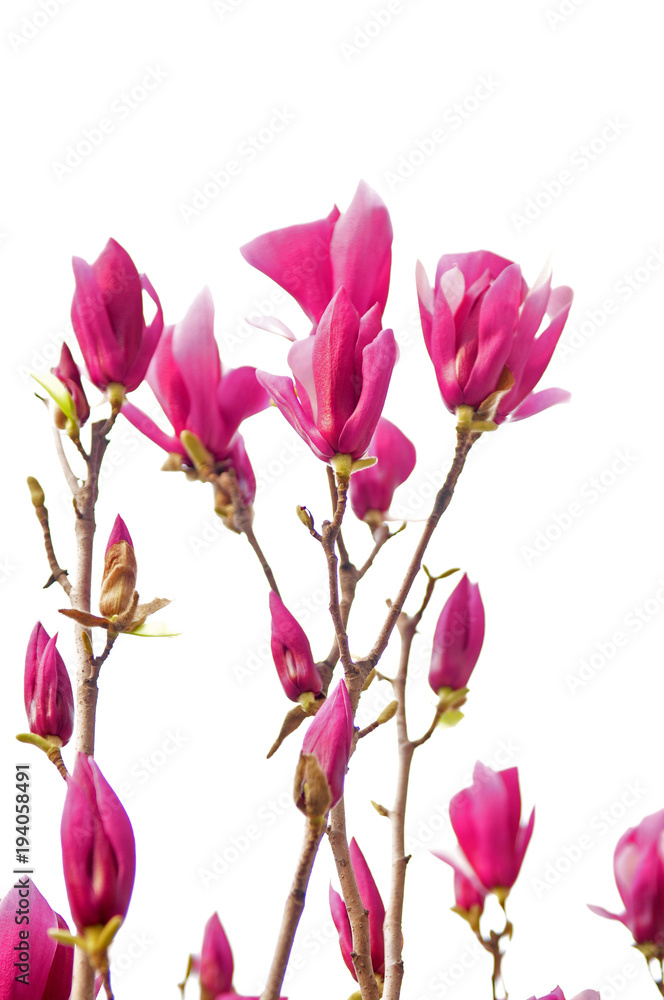 magnolia magnolia