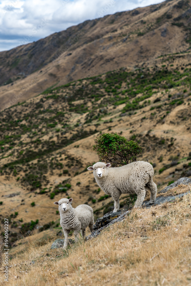 New Zealand Sheep roaming free