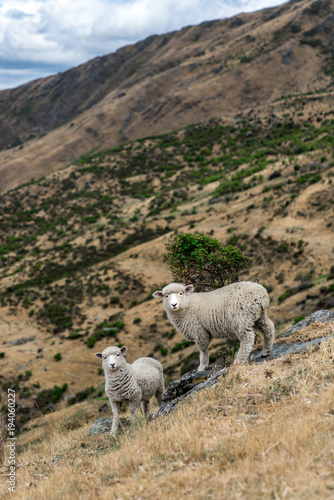 New Zealand Sheep roaming free