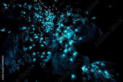 Closeup of New Zealand Glow Worms in Waipu Cave photo