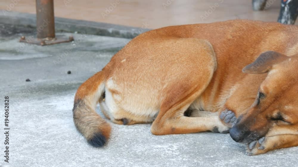 Homeless dog lies on a city street people pass by and do not notice the dog Homeless dog lies on a city street people pass by and do not notice the dog