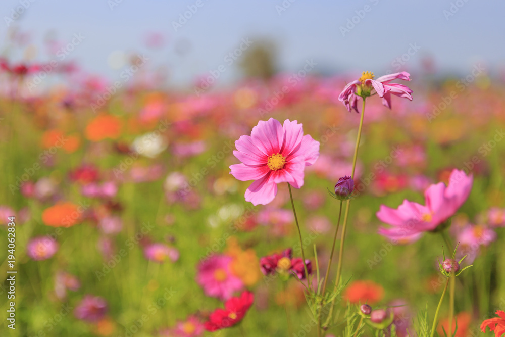 Cosmos flowers in the field