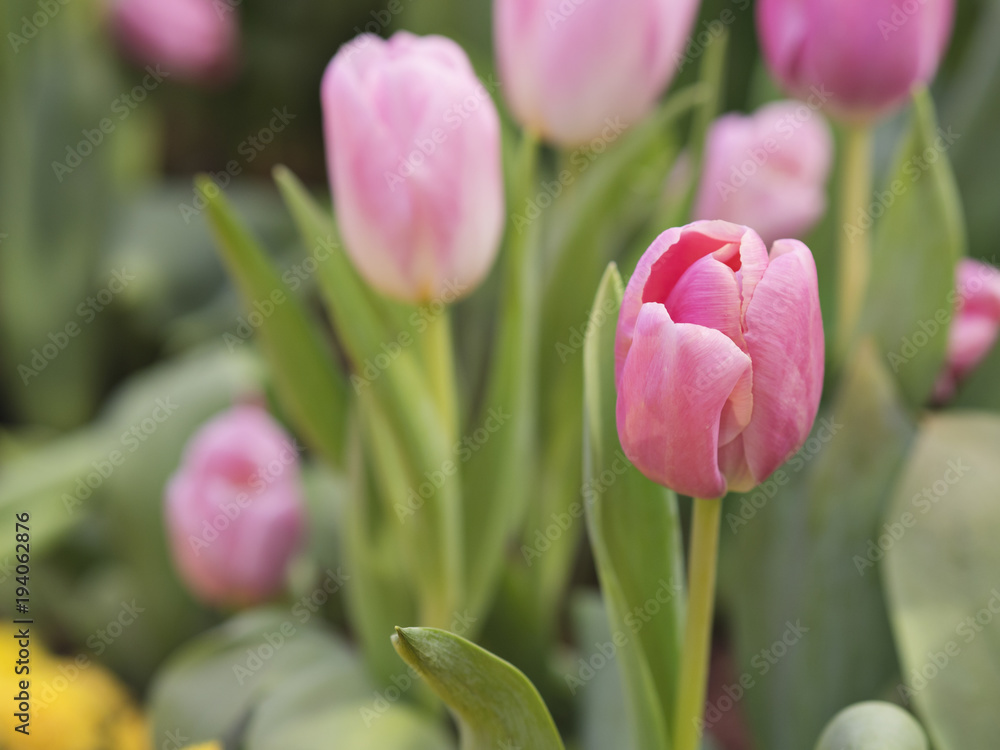 Fototapeta premium Stunning and beautiful pink tulips flowers in a natural garden for colorful spring season